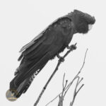 8365 Red Tailed Black Cockatoo