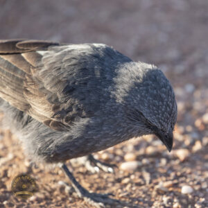 5432 Apostle Bird Lightning Ridge