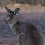 5686 Kangaroo Outback Australia