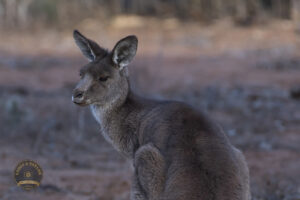 5686 Kangaroo Outback Australia