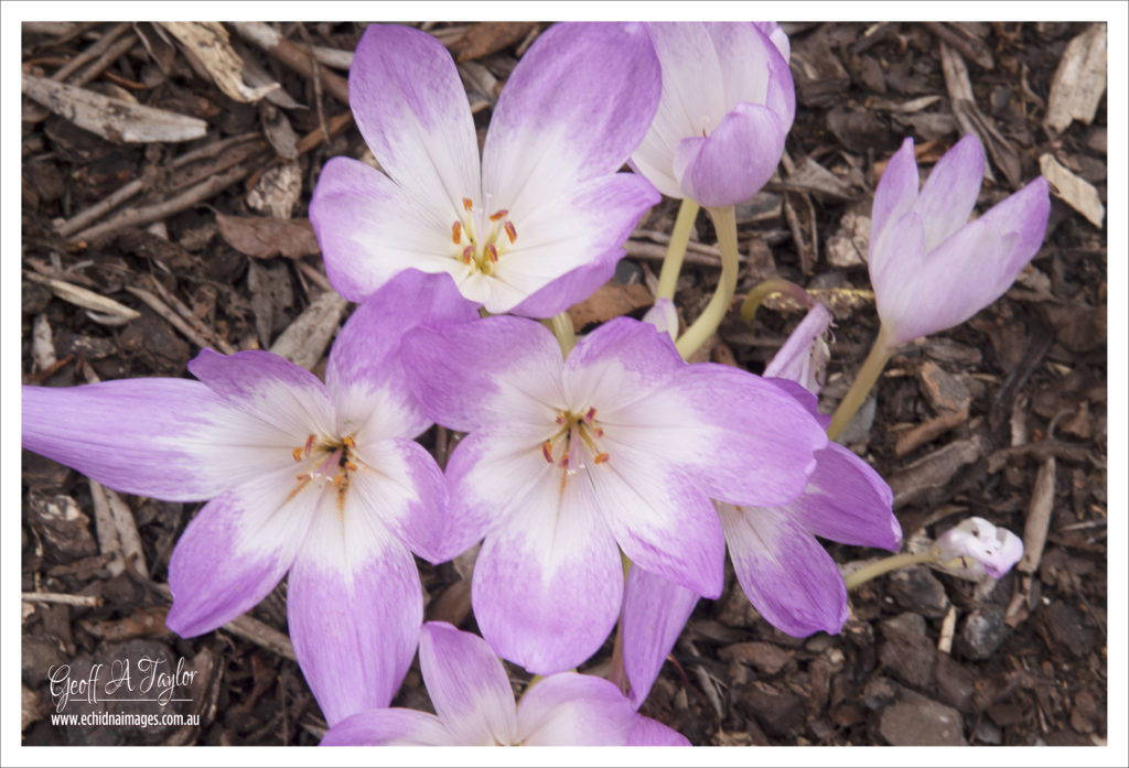 Autumn Crocuses