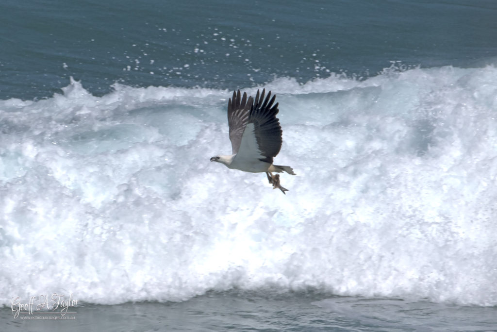 White Bellied Sea Eagle - Seal Rocks NSW Australia