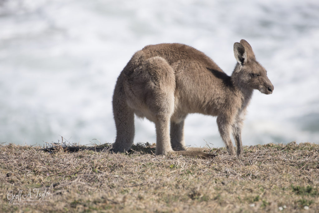 Eastern Grey Kangaroo - Moonee Beach NSW Australia