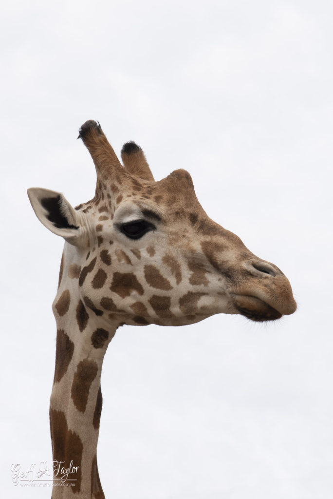 Giraffe - Taronga Zoo Sydney Australia