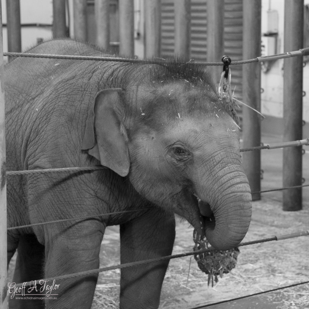 Young Elephant - Taronga Zoo Sydney Australia