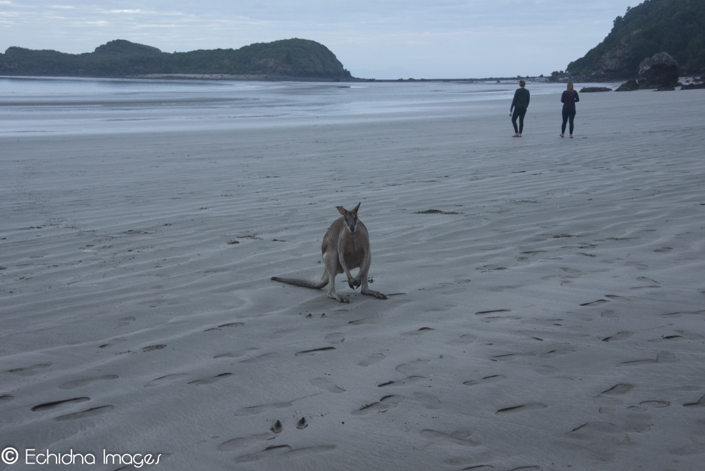 Morning beach romp for a wallaby at Cape Hillsborough QLD Australia