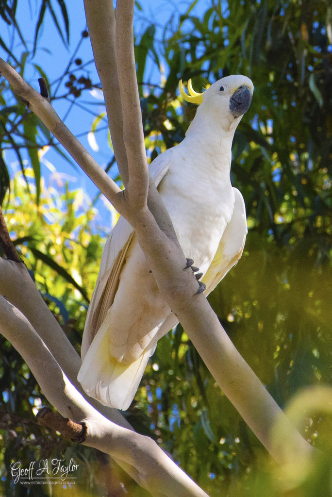 Sulphur-crested Cockatoo - Sydney Australia