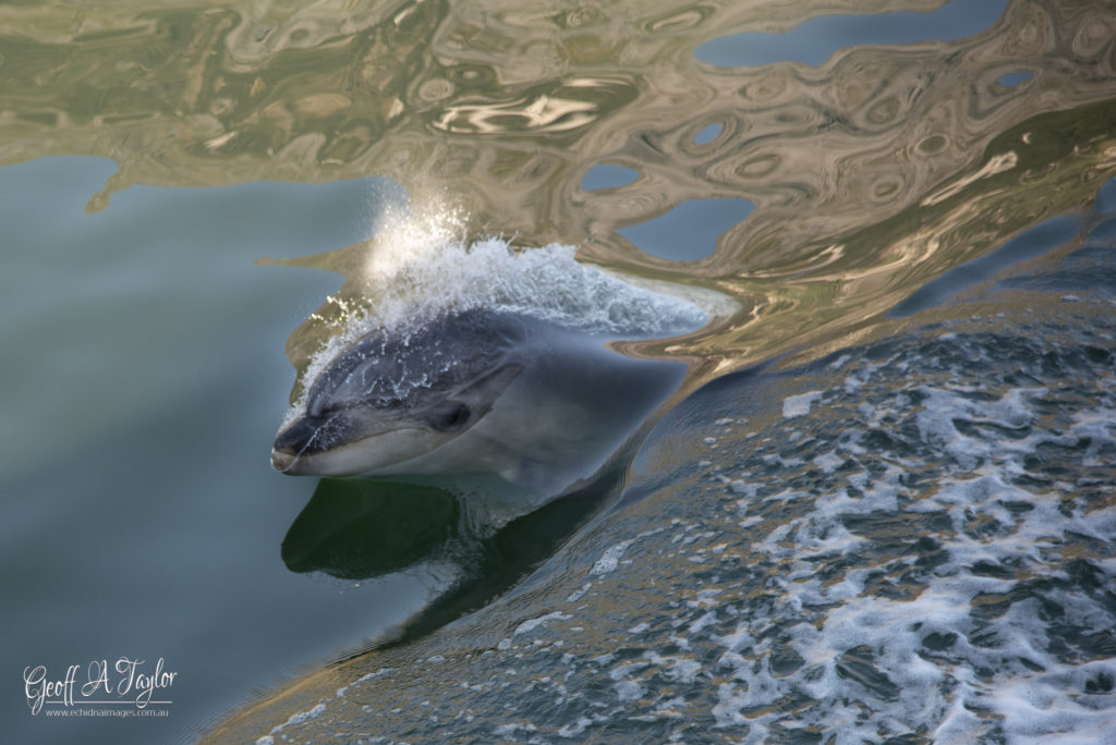 Bottle-nosed Dolphin - Milford Sound South Island New Zealand