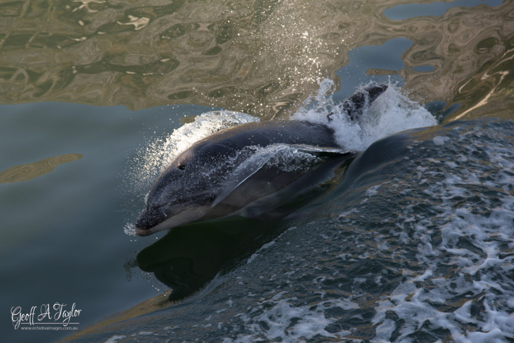 Bottle-nosed Dolphin - Milford Sound South Island New Zealand