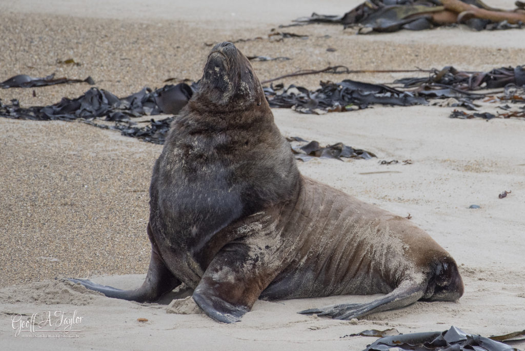 Sea Lion - Waipapa Point The Catlins South Island New Zealand