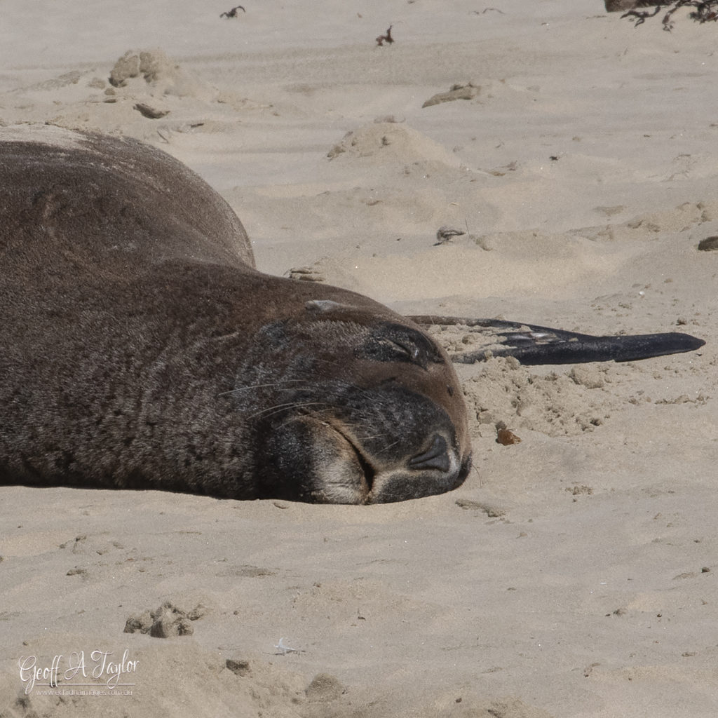 Sea Lion - Canibal Bay The Catlins South Island New Zealand