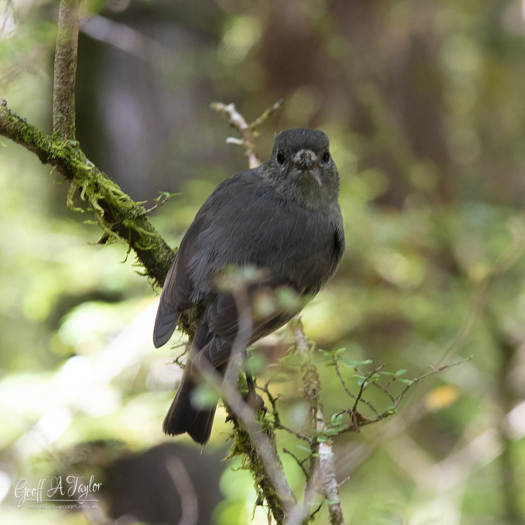 South Island Robin - Routeburn Track South Island New Zealand