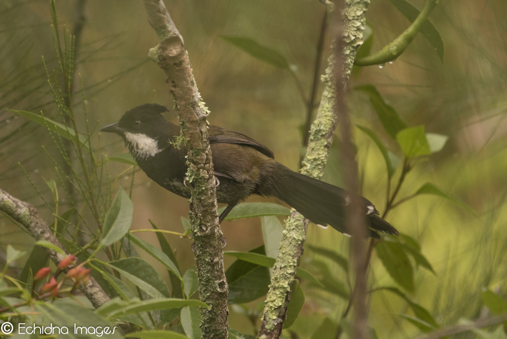 Eastern Whipbird Warriewood NSW Australia