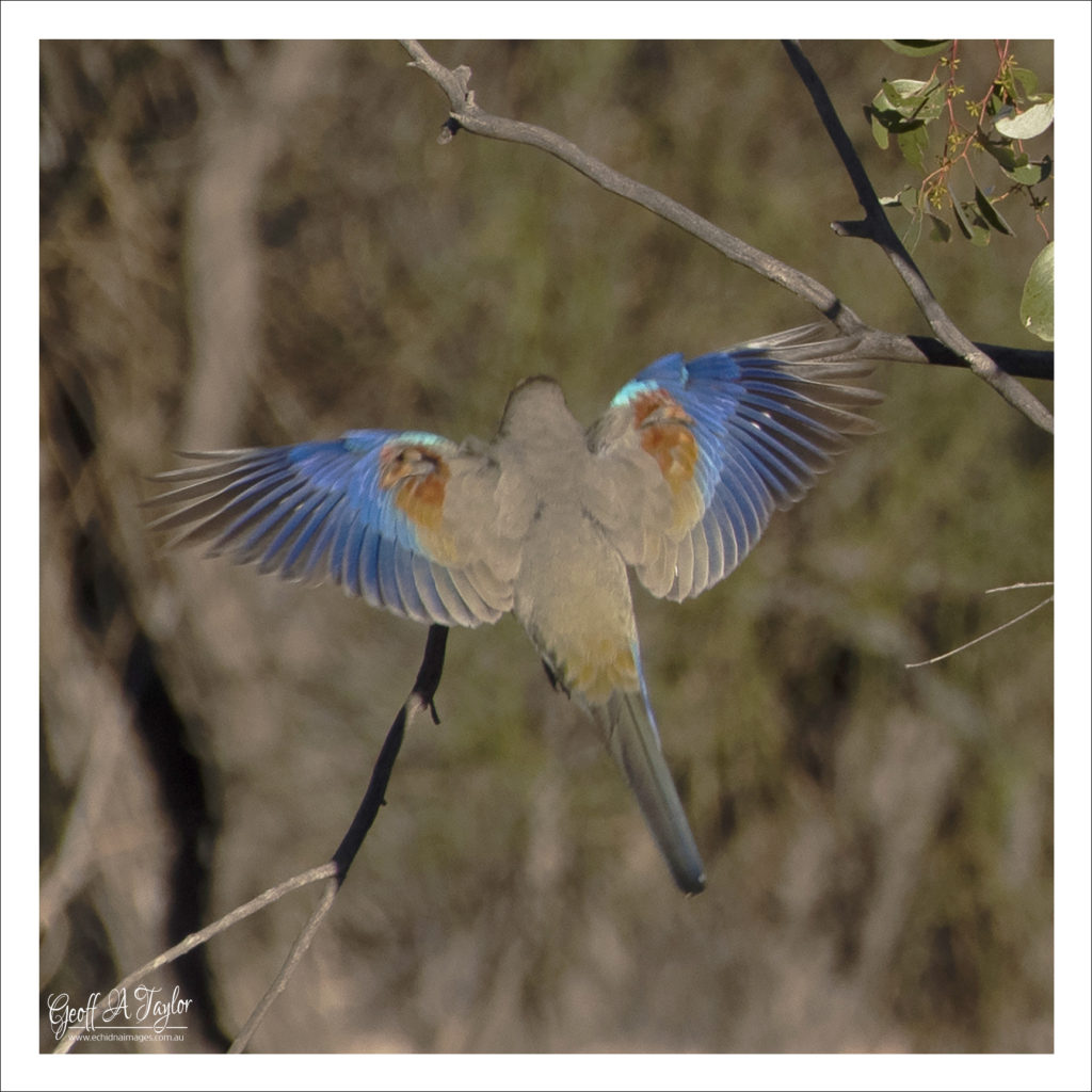 Blue Bonnet Parrot - Lightning Ridge NSW Australia