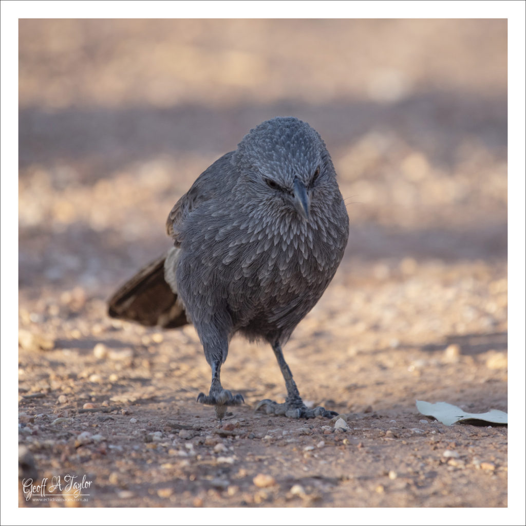 Apostle Bird - Lightning Ridge NSW Australia