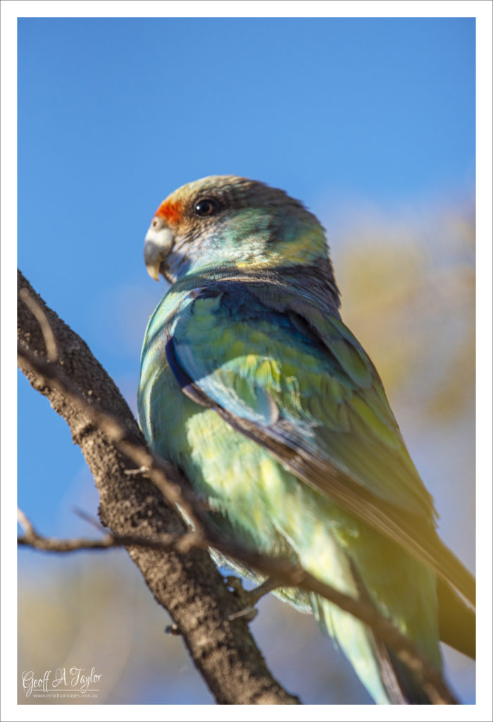 Mallee Ringneck - Lightning Ridge NSW Australia