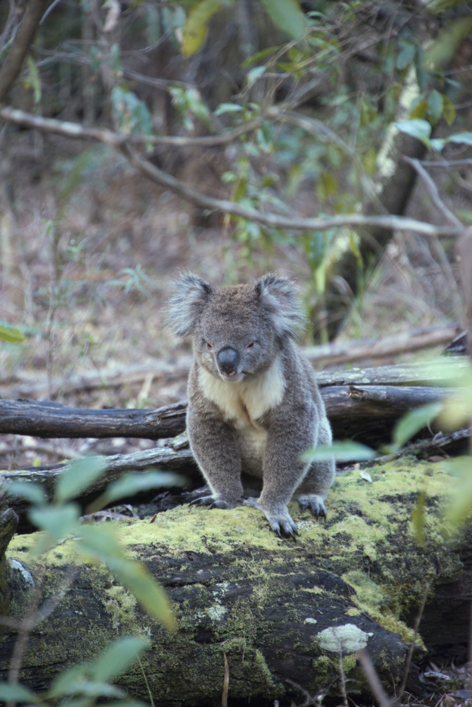 Koala Australia