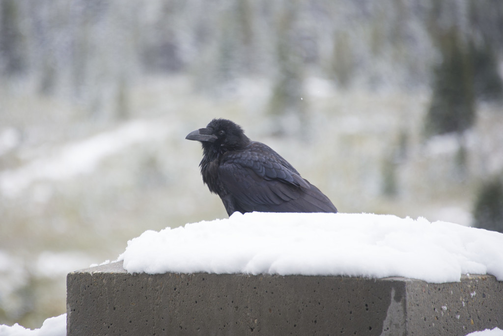 Raven in the snow AB Canada