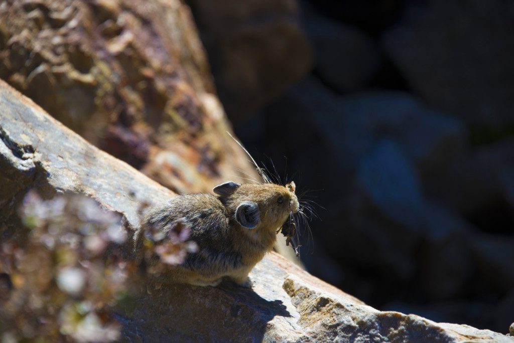 Pika, Moraine Lake AB Canada